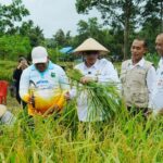 Wabup Natuna Hadiri Panen Raya Padi Ketahanan Pangan BUMDes Bedung Lestari